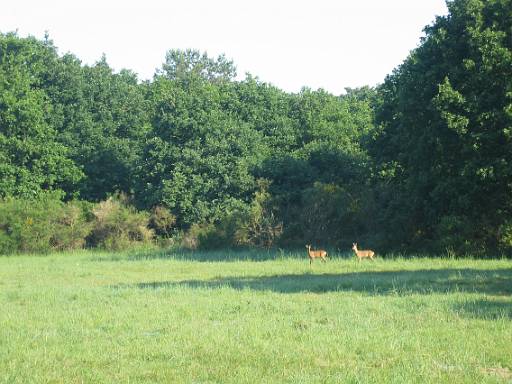 07_59-1.JPG - Deer on Barnhamcross Common